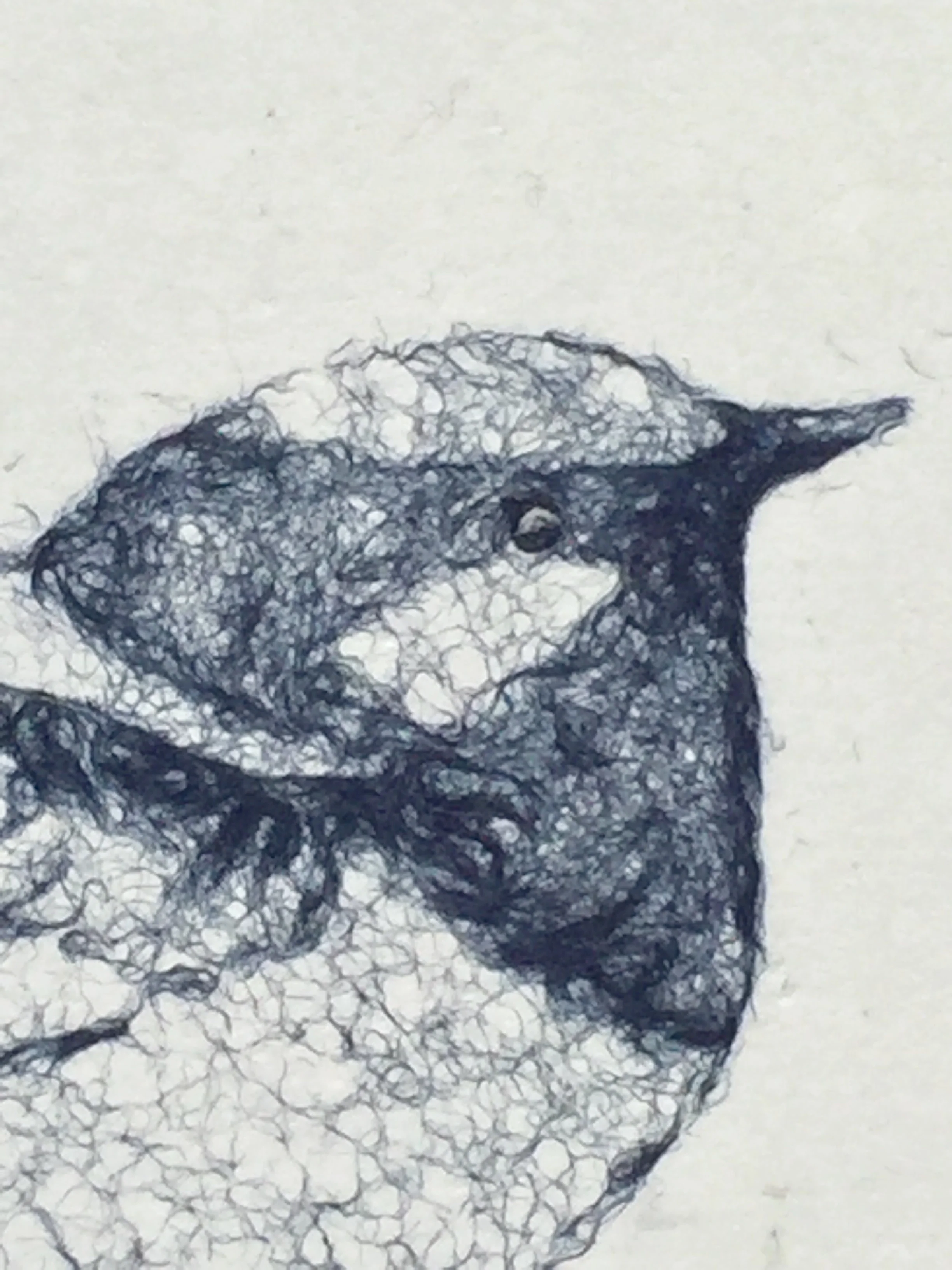 blue wren 2 detailed clos.jpg