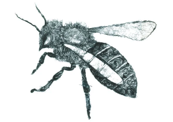 BeeBlackWhiteA.jpeg