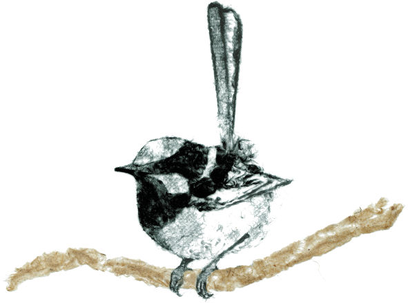 Wren5Dk.jpeg