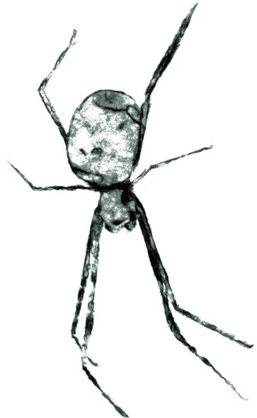 OrbSpider_171211.jpeg