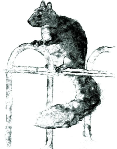 Squirrel_171213.jpeg