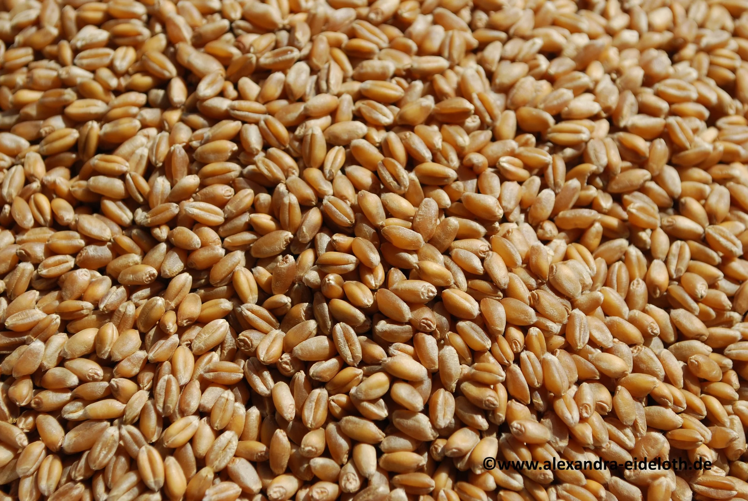 Weizen Gefahrlich Oder Doch Gesund Holistische Gesundheitspraxis Alexandra Eideloth