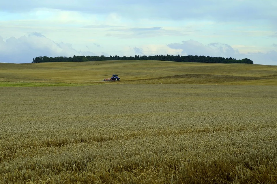 corn-2659171_960_720.jpg
