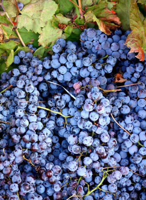 valorizzare il vino attraverso il marketing