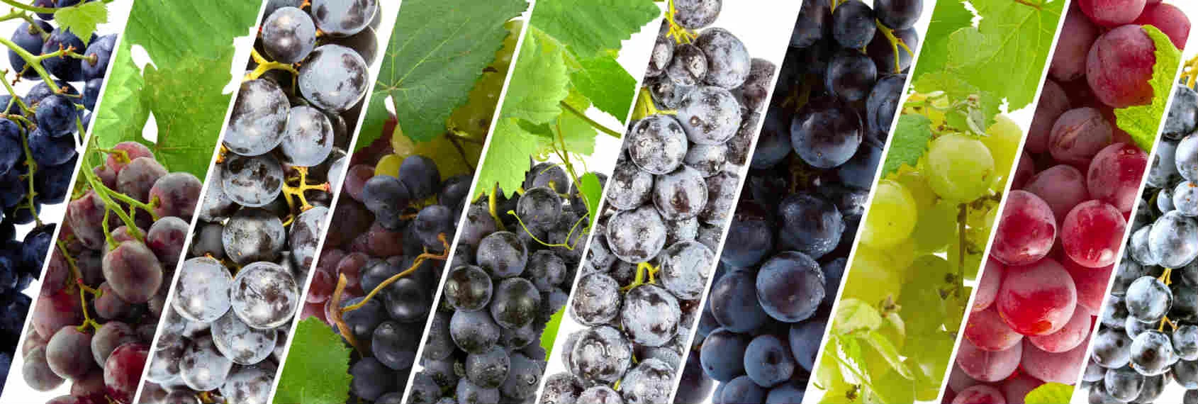 Social media marketing per un’impresa vitivinicola