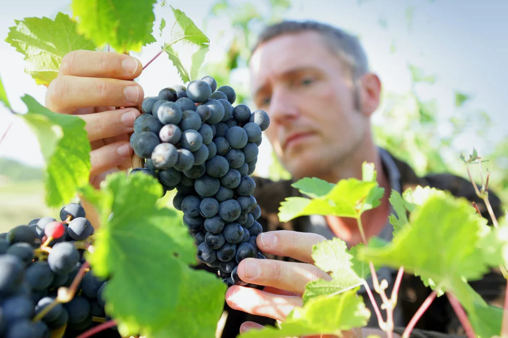lead nurturing per aziende vitivinicole