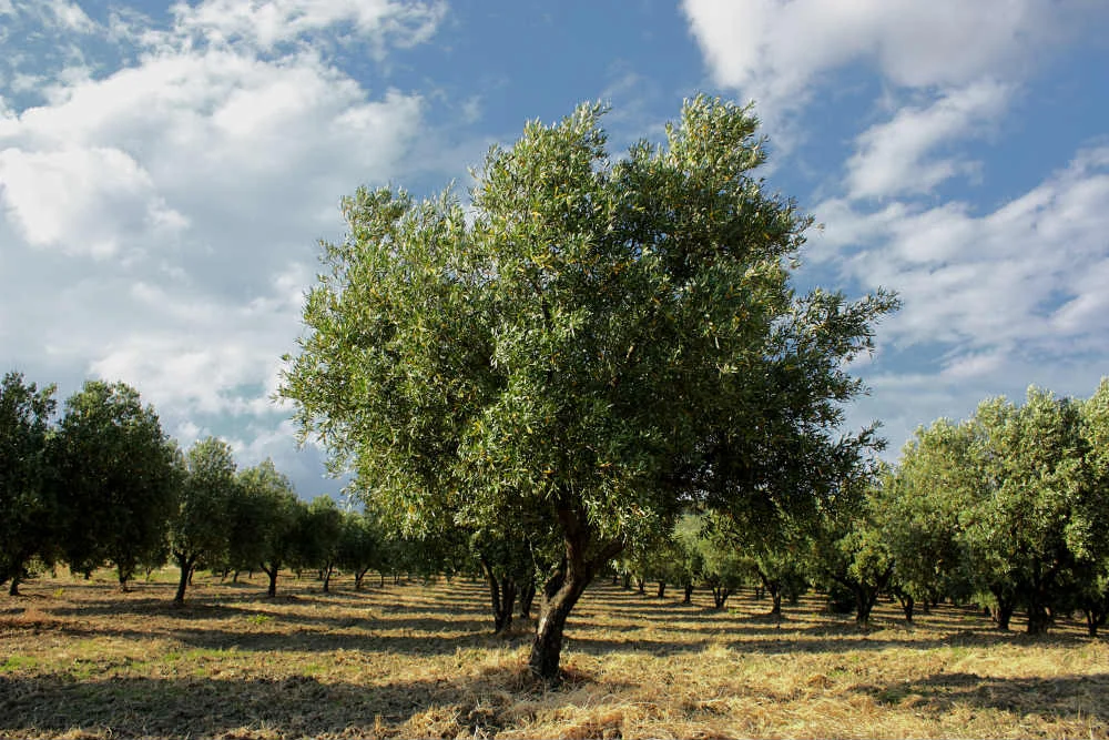 marketing-olio-extravergine-1.jpg