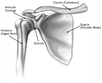 shoulder joint exerciții pentru durere în articulațiile piciorului