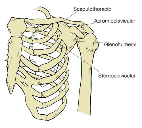 Basic Anatomy Of The Shoulder Acro Physical Therapy Fitness