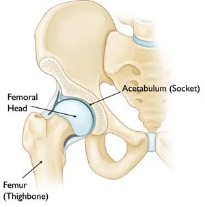 hip joint.jpg