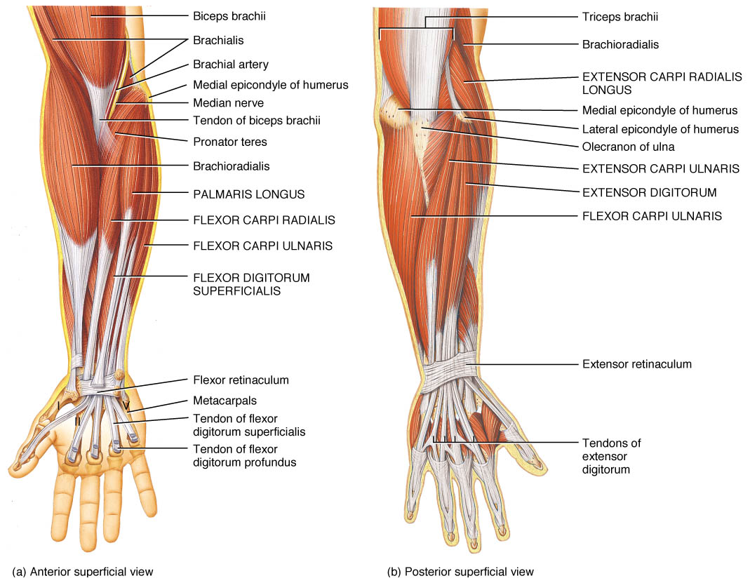 rotation anatomy hand