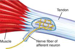 View of the Golgi Tendon Organ (GTO)