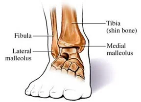 ankle osteo.jpg