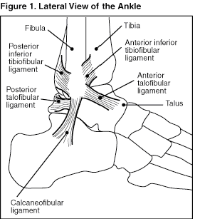  Lateral view of the ankle ligaments