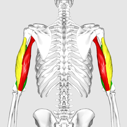 The triceps brachii: The long head is red in this photo - note that it runs from the scapula down to the olecranon of the ulna (forearm)