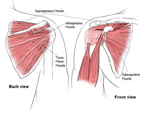 rotator-cuff.jpg