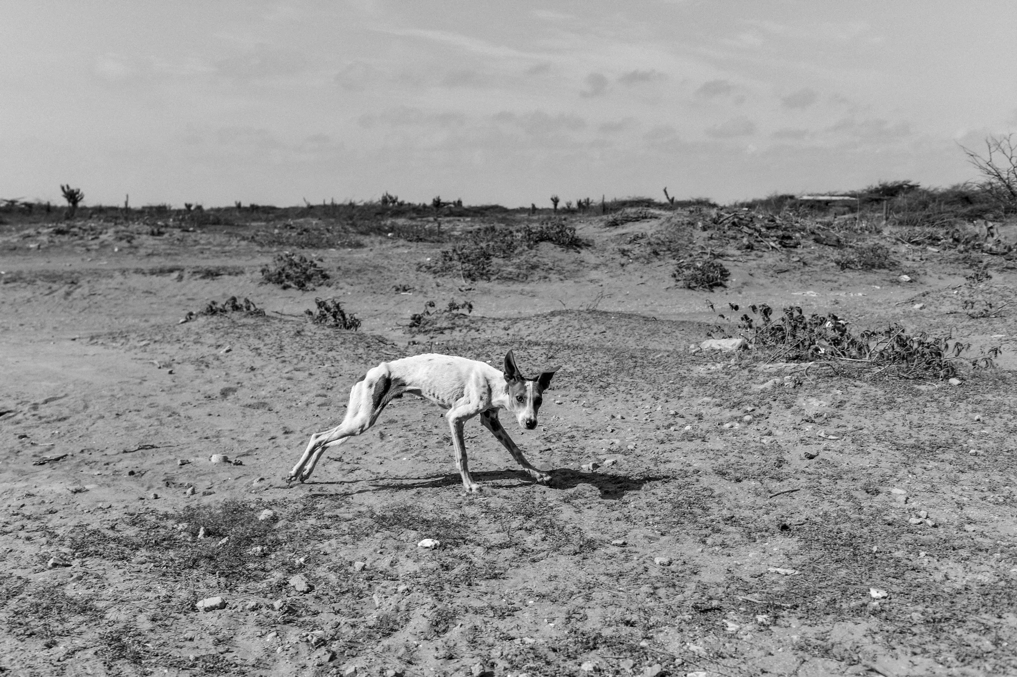  A starving dog runs in the backyard of his owner's house in Alta Guajira, Western Venezuela. The family, who claims to be able to eat only once a day, has recently lost two children due to malnutrition. 