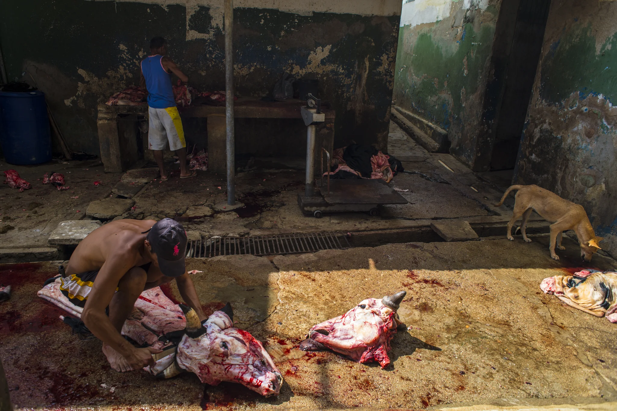  A young guy is seen cutting cow heads in the backyard of the Municipal slaughterhouse of Sertânia, Brazil. For sertanejos the livestock production remain the first source of income even if dropped by 35% in the last four years because the drought.&n