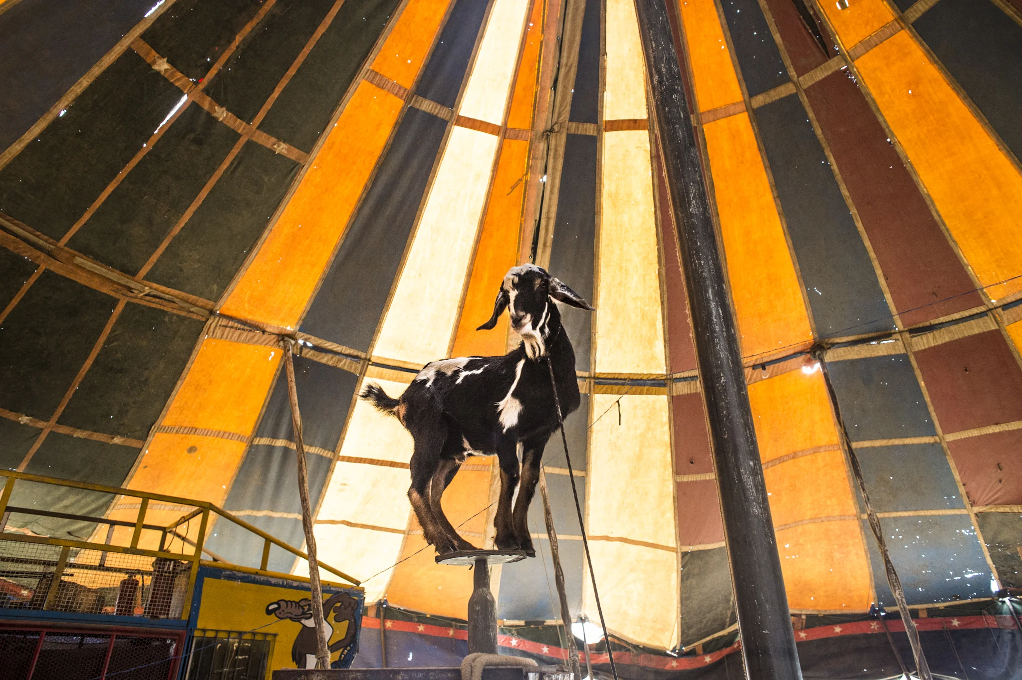  Ouricuri (Sertao Pernambucano) A goat named Bido is the main attraction of a circus that is traveling around the Sertao. Goat is considered the animal "king of Sertao" because its high resistance in drought conditions.&nbsp; 