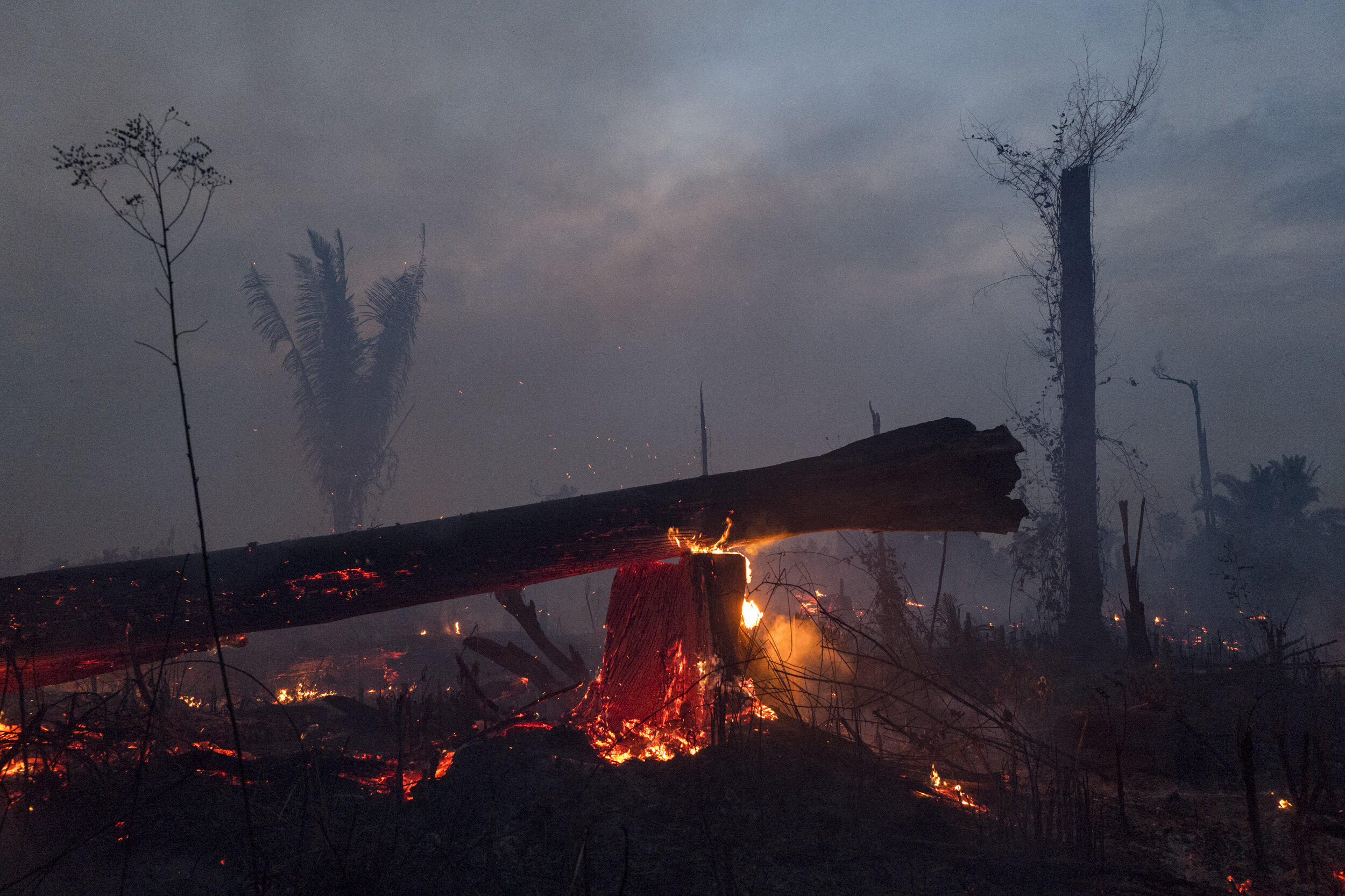  July 18, 2019    A chopped Brazil Nut tree (Bertholletia excelsa) lies on a land being burned for cattle grazing near Porto Velho. The species, that can live up to 800 years, is currently listed as threatened with extinction by the Brazil’s Ministry