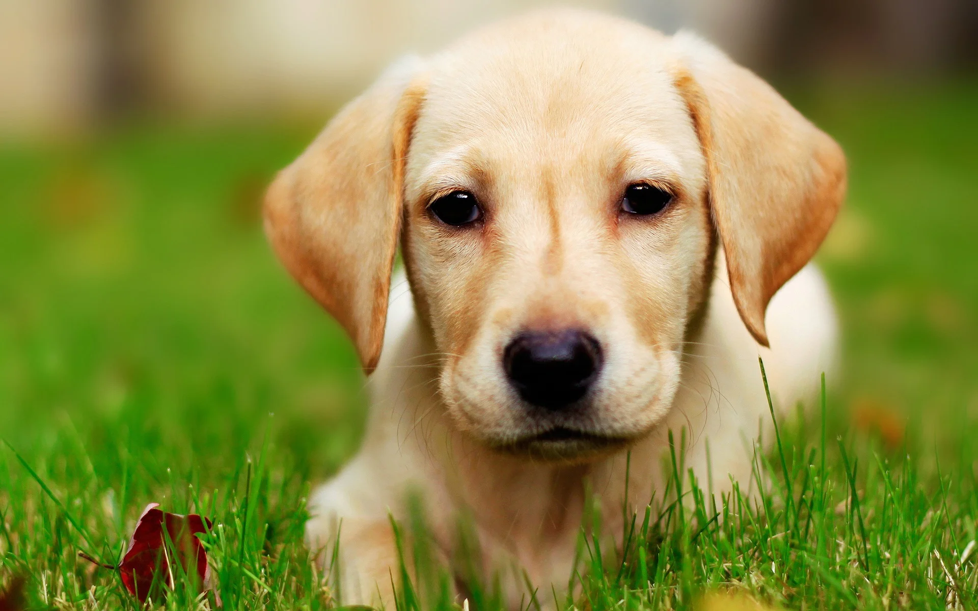 labrador-puppies-wallpaper-hd-18-high-resolution-wallpaper.jpg