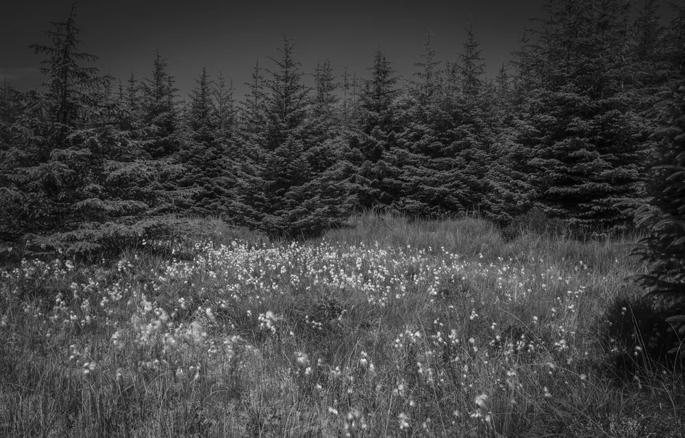 The cotton Grove