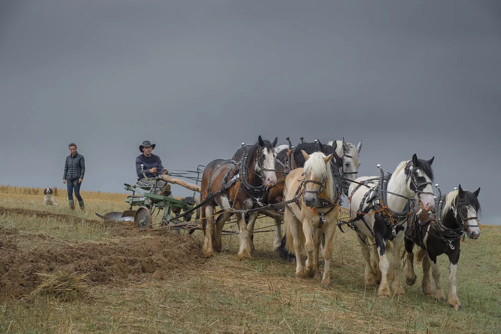 heavyhorses-2.jpg