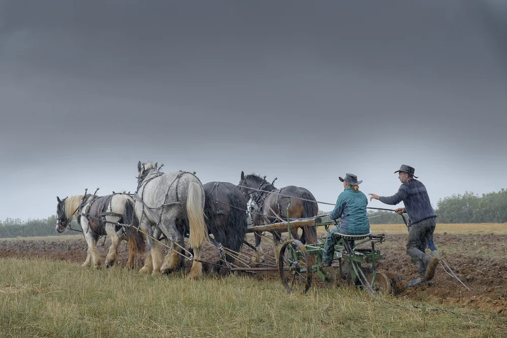 heavyhorses-3.jpg