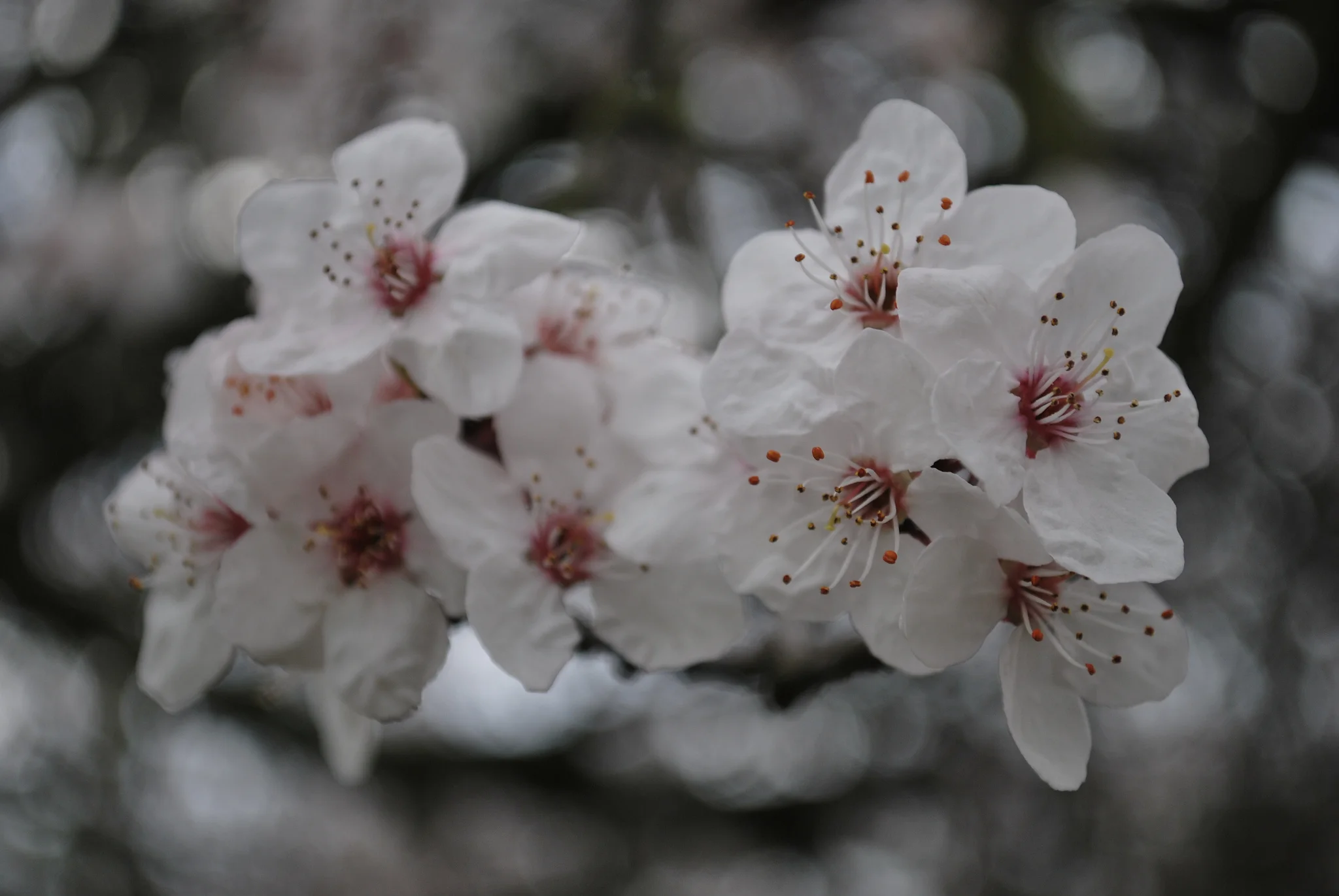 white flowers .jpg