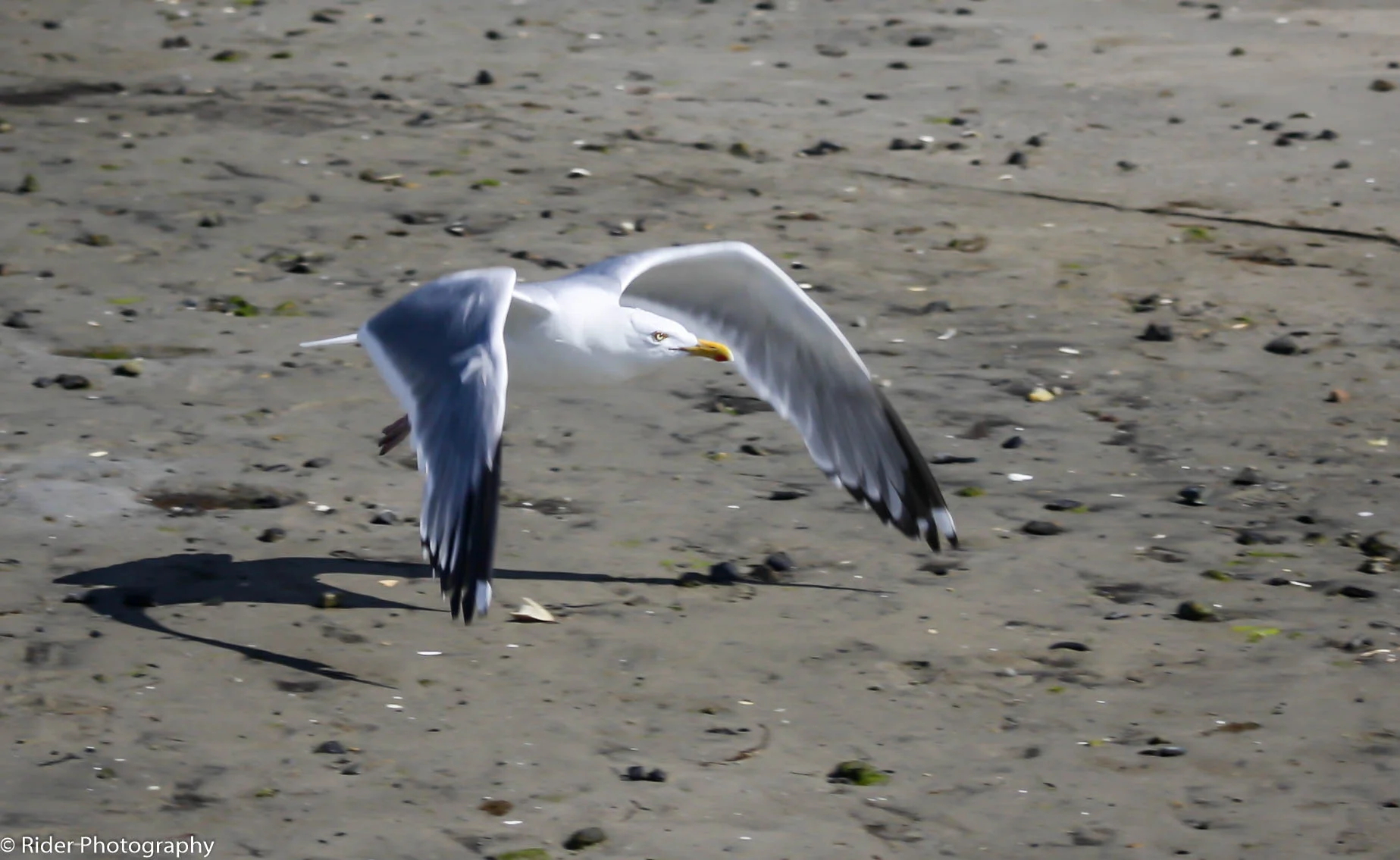 Seagull