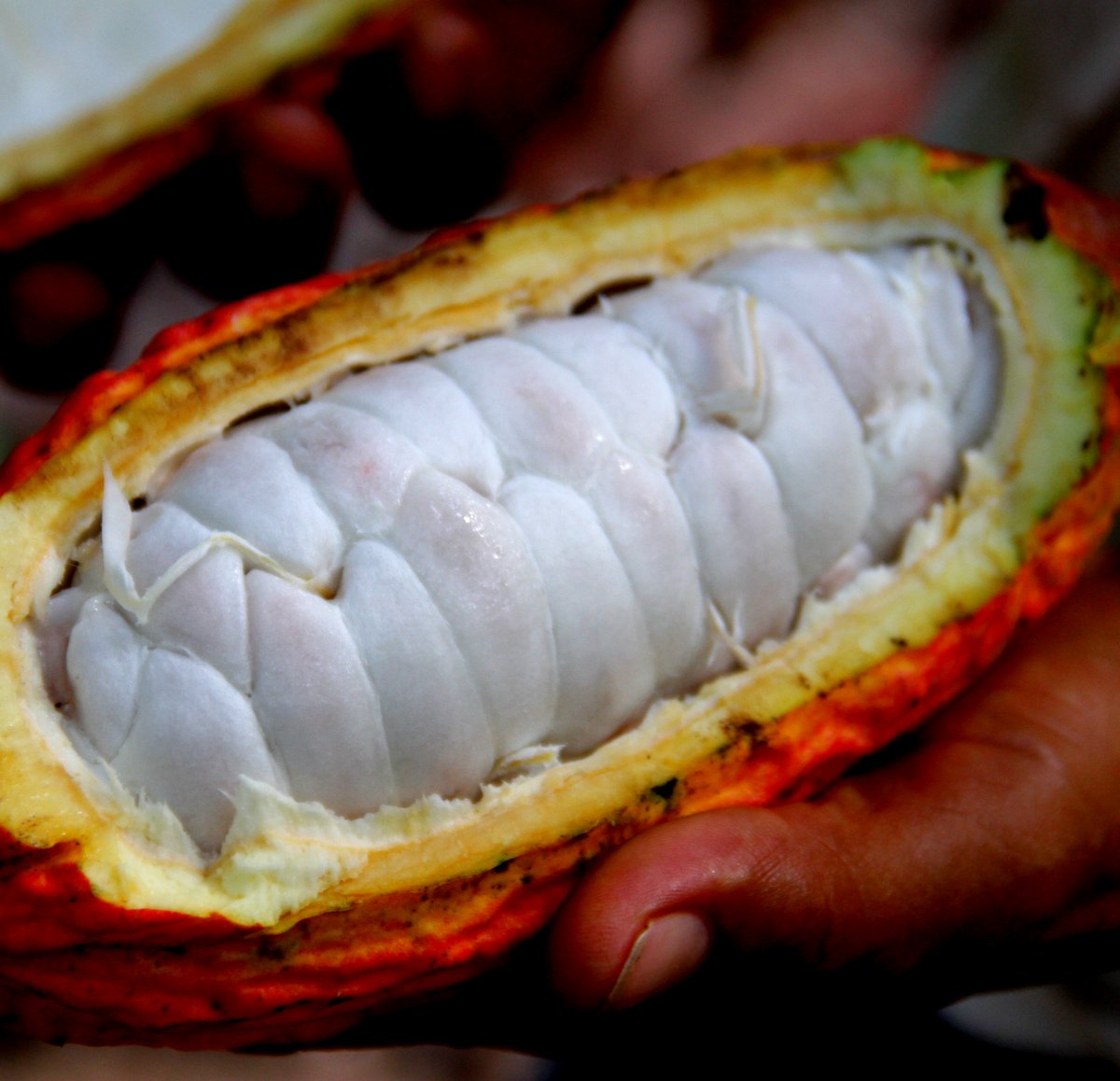The wonders within the cacao fruit pod - it's not just about the cocoa beans anymore! See how The Cacao Fruit Company uses more than 95% of the entire cacao fruit, not just the 20% that is the current industry average.