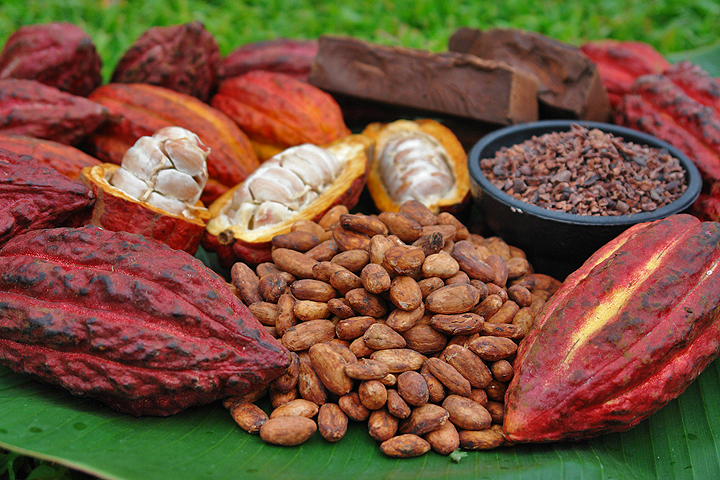 Cacao Fruit Possibilities.jpg