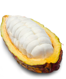 Cacao Fruit Pulp and Cacao Fruit Powders are available in purees, freeze-dried and dehydrated forms.