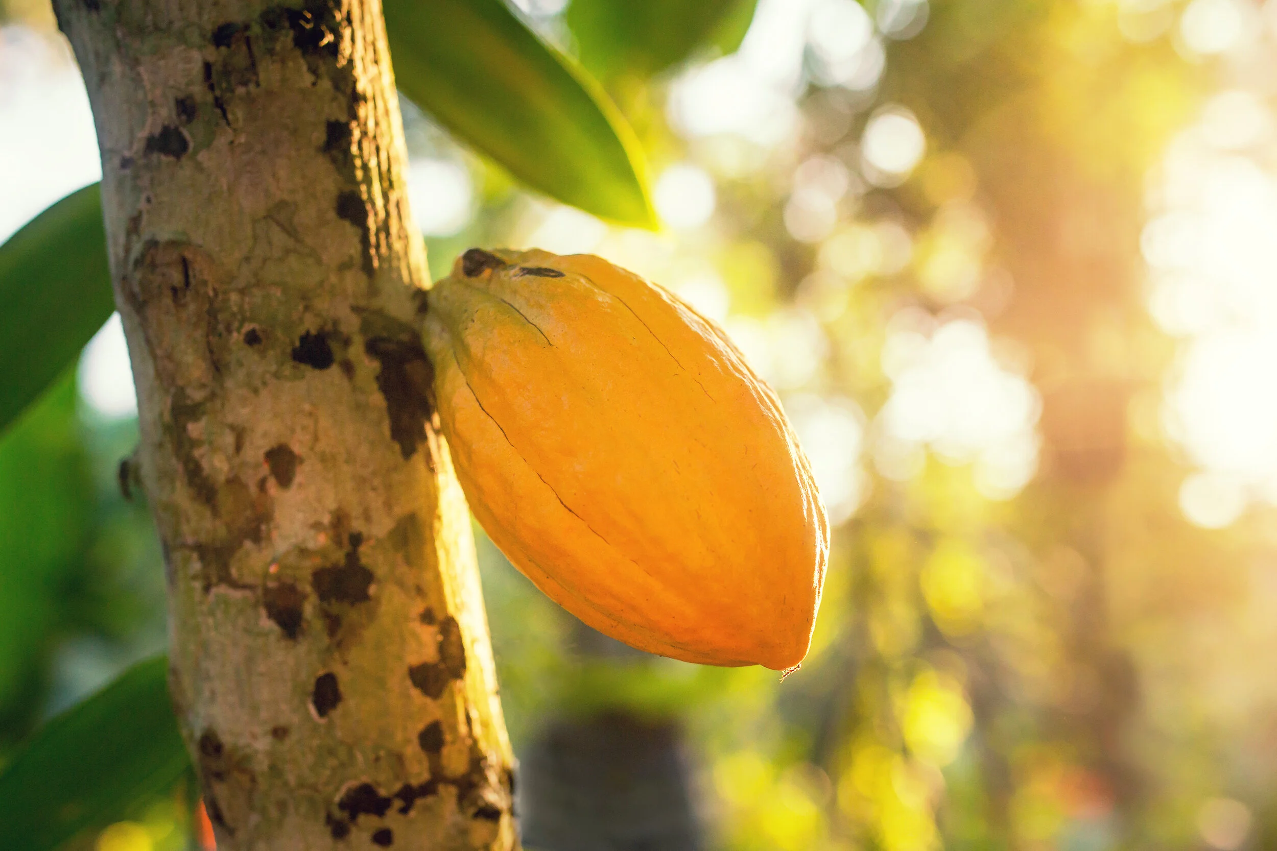 The Cacao Fruit Company The Cacao Fruit Innovators