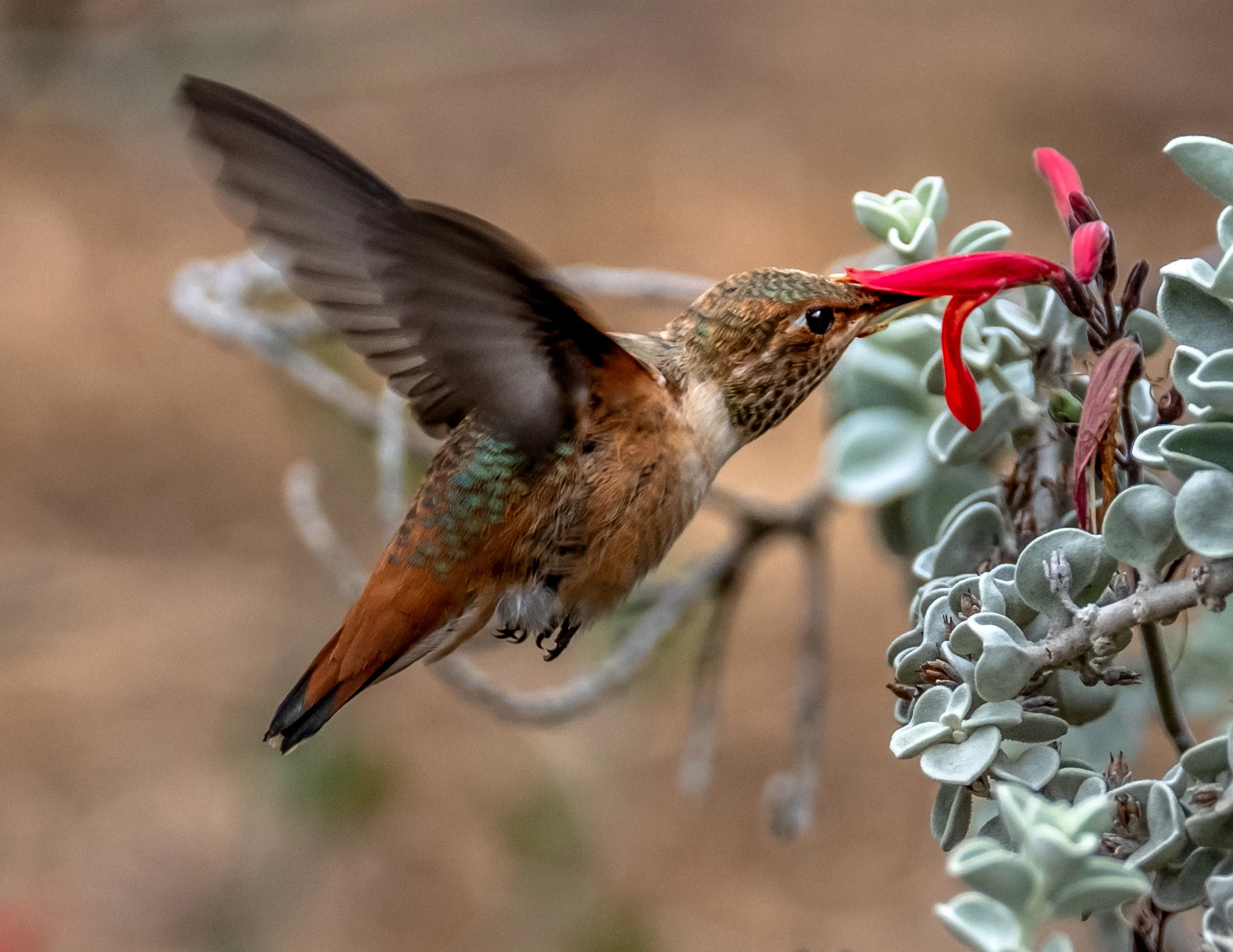 Hummingbird2.jpg