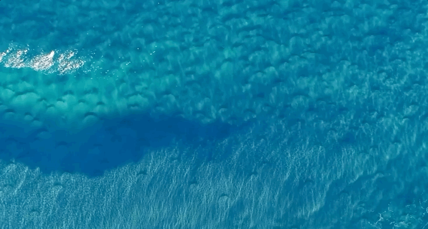 AS Surfline.gif