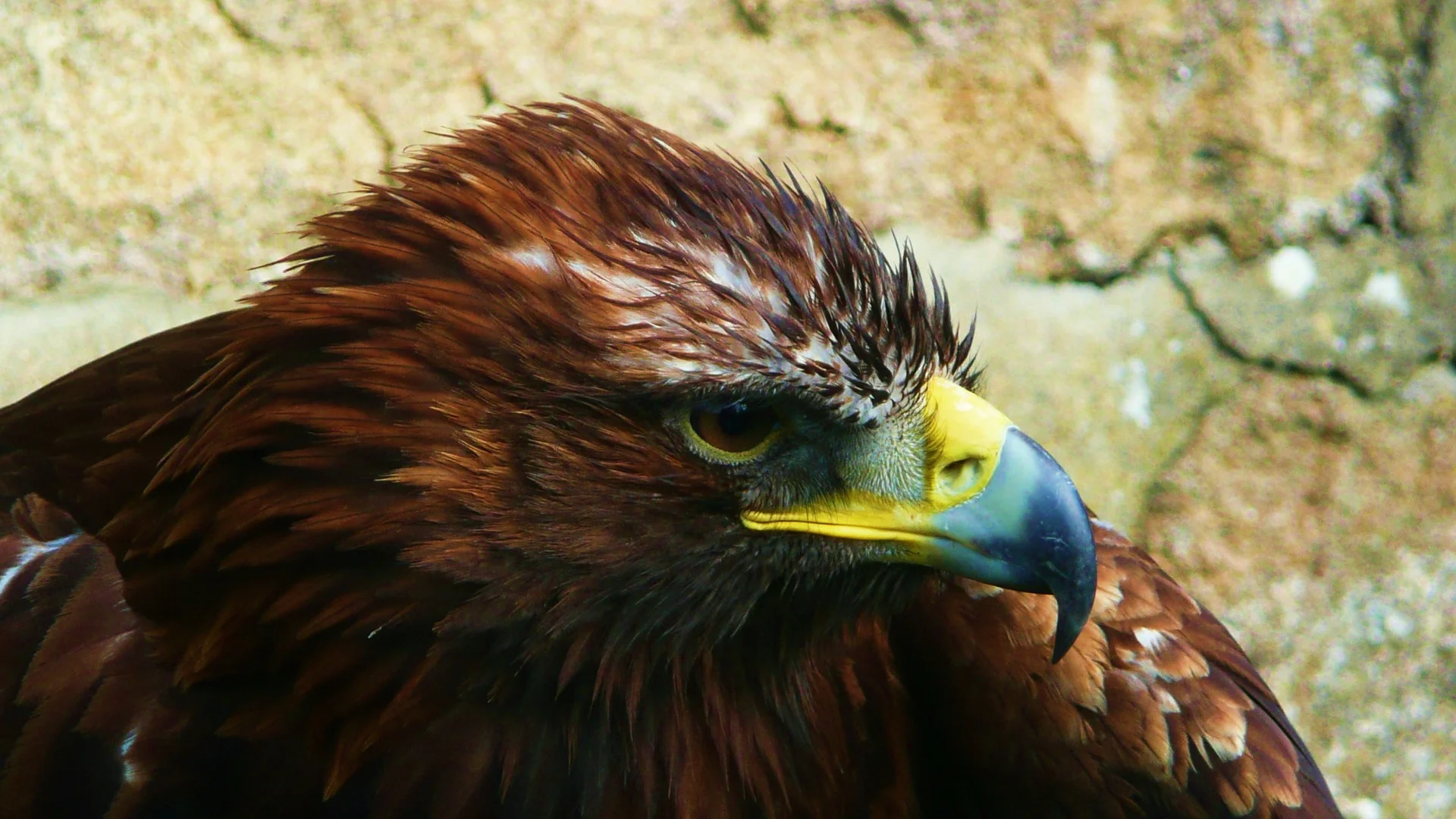 Help Conserve Wildlife While You Travel