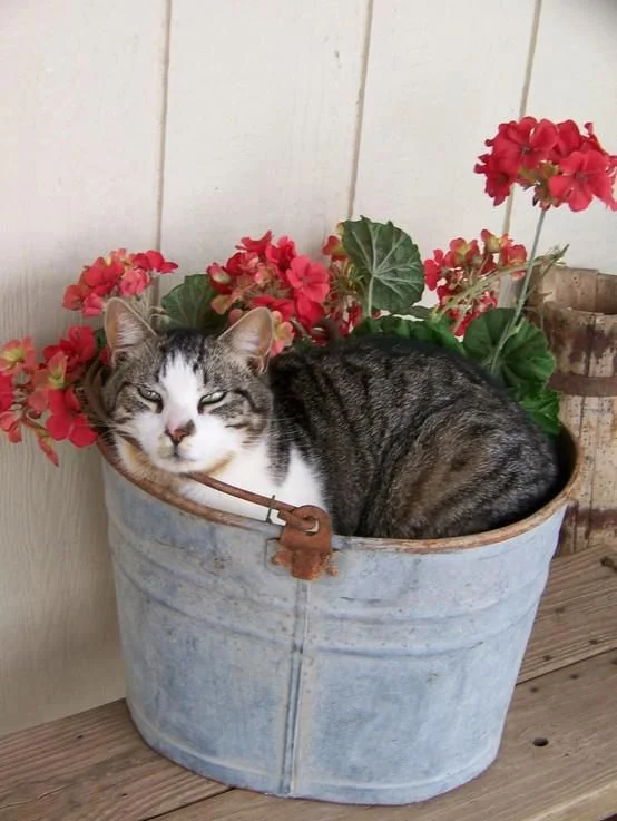 Flower2.jpg
