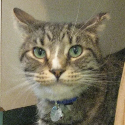 Earl ~ adopted 2011