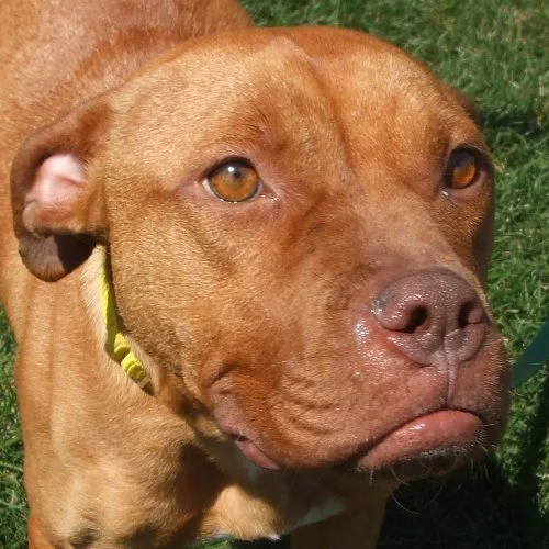 Toni ~ adopted 2009