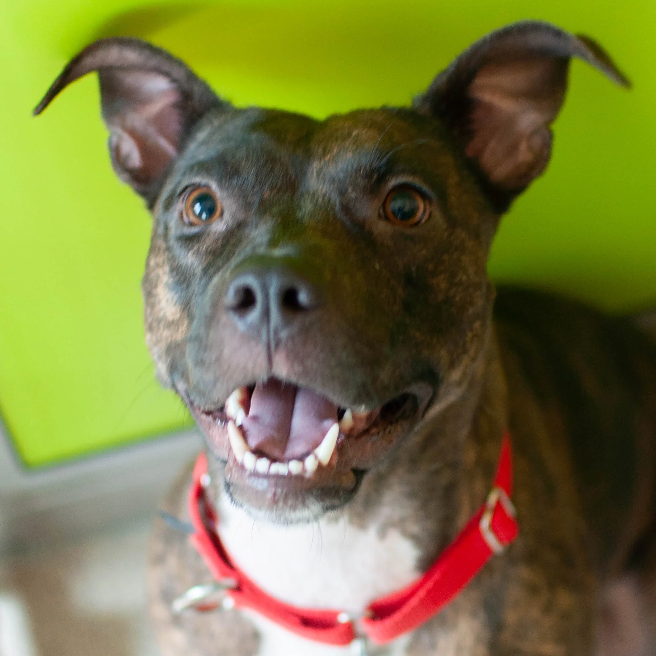 Mona_brindle and white 25843.jpg