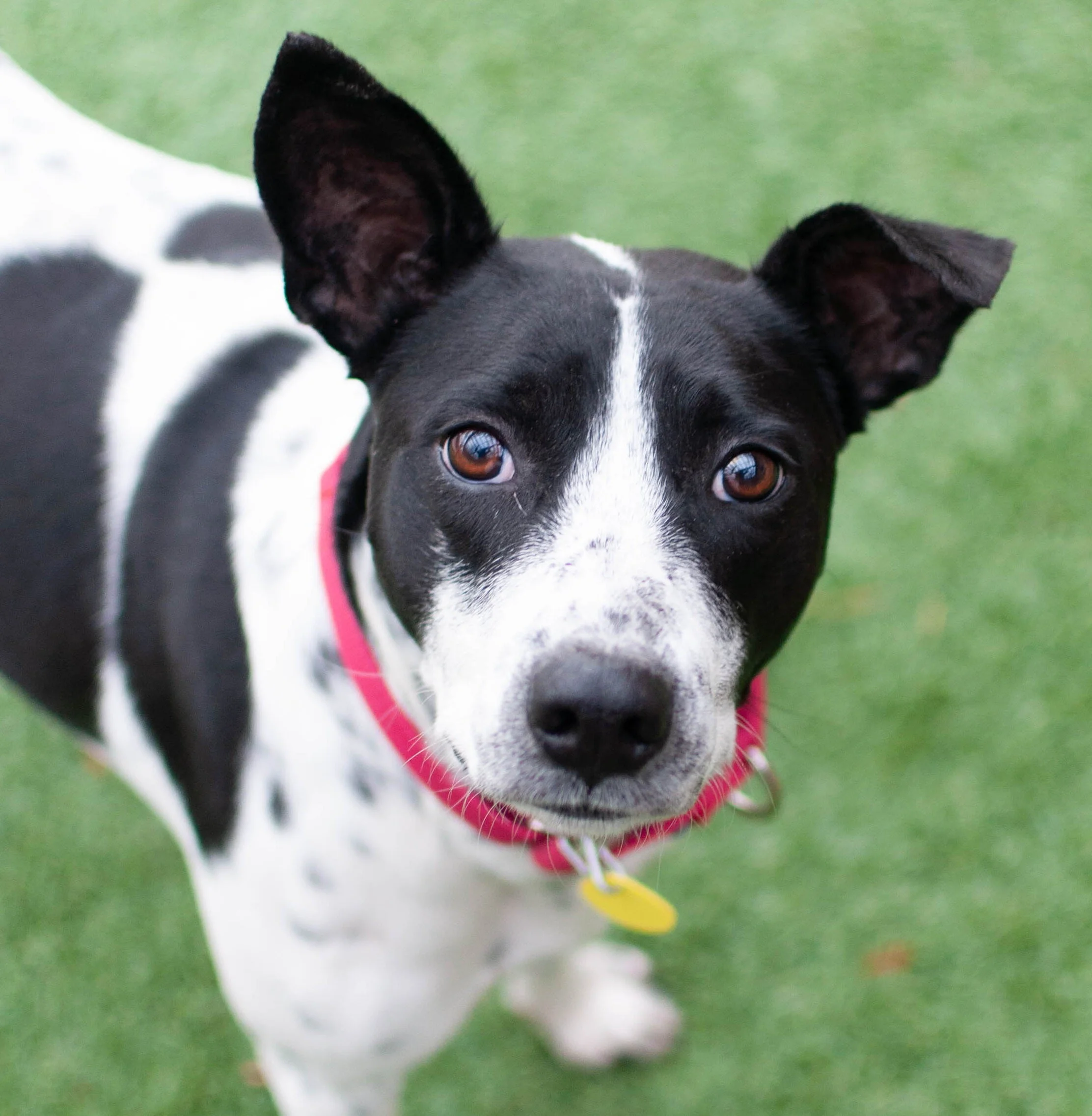 Yeti_mixed breed 26016.jpg
