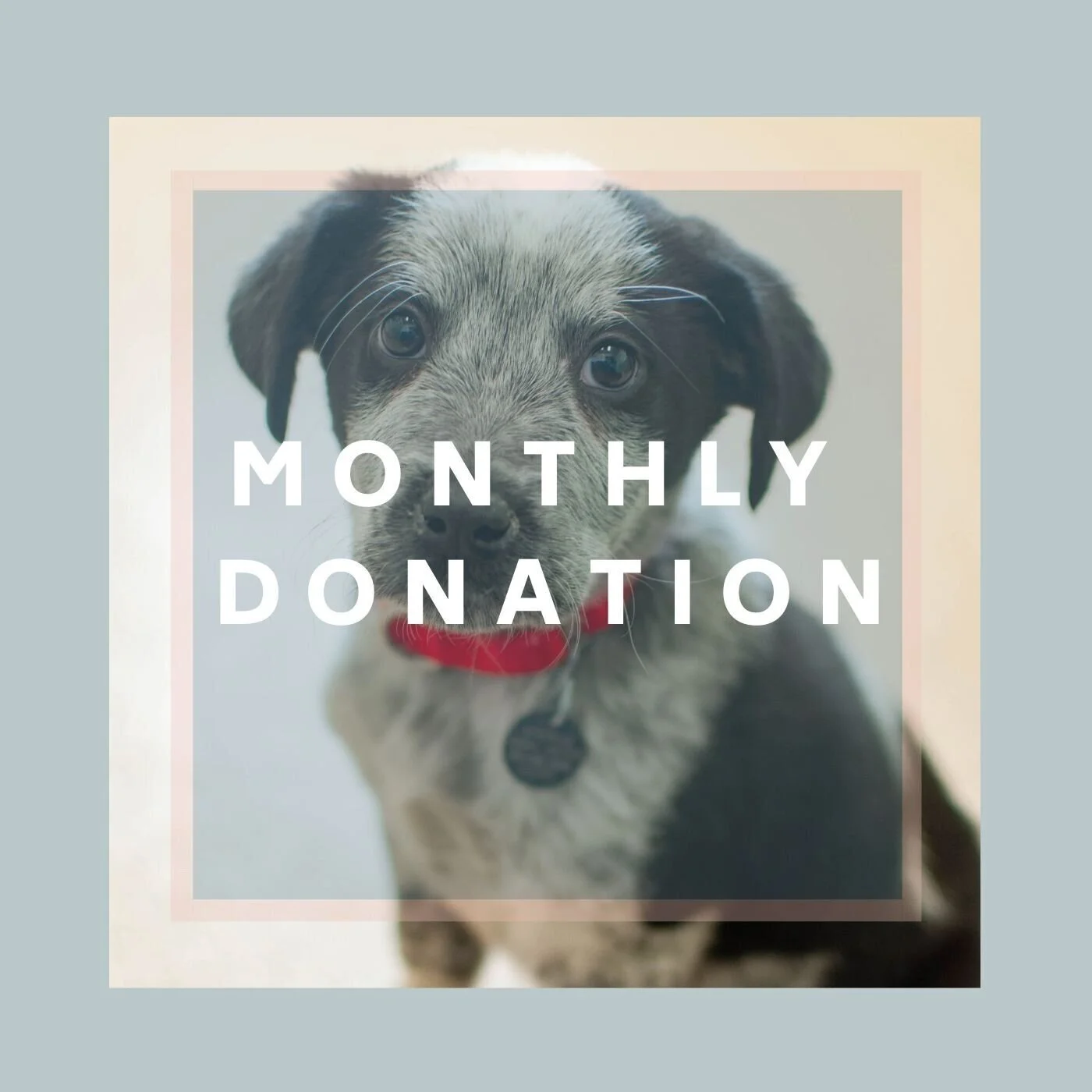 Donate — Naperville Area Humane Society