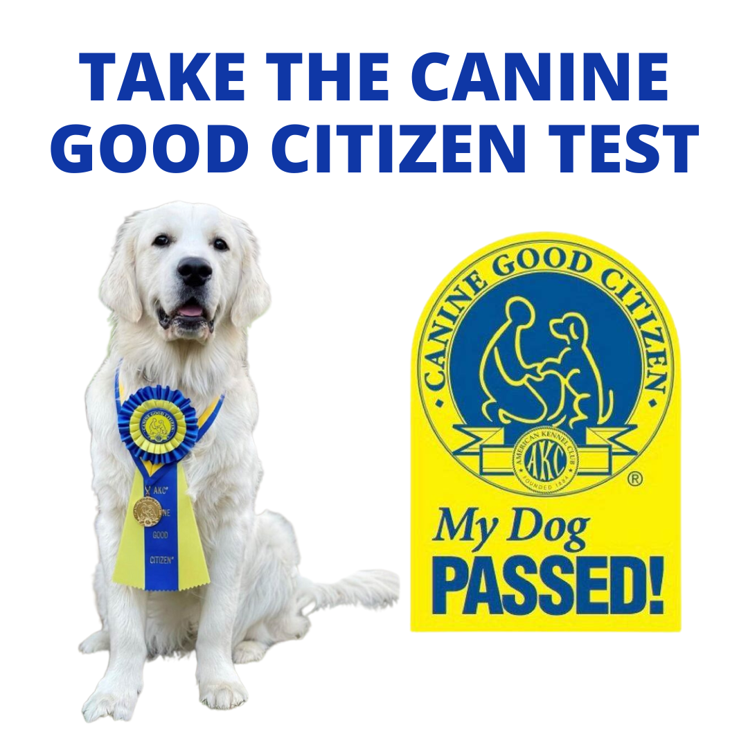 American Kennel Club Good Good Citizen Dog Training American