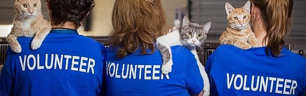 Become a Volunteer — Naperville Area Humane Society