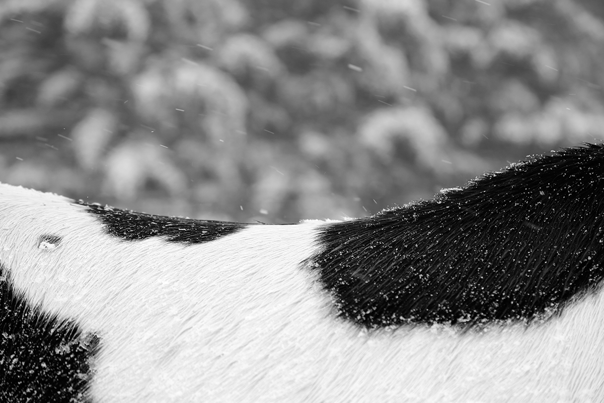 Horsescape in Winter