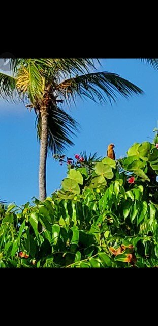 bird in tree.jpg