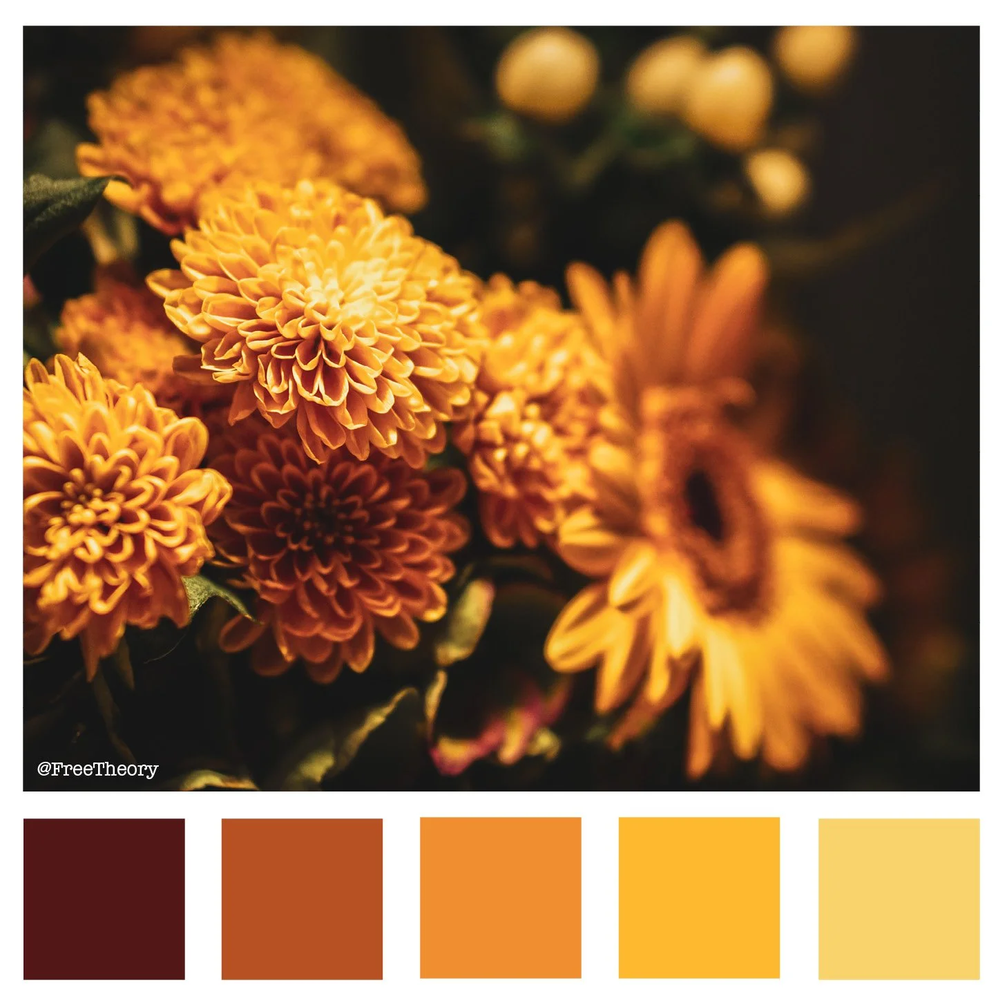 Chrysanthemums and Gerber Daisies Color Palette