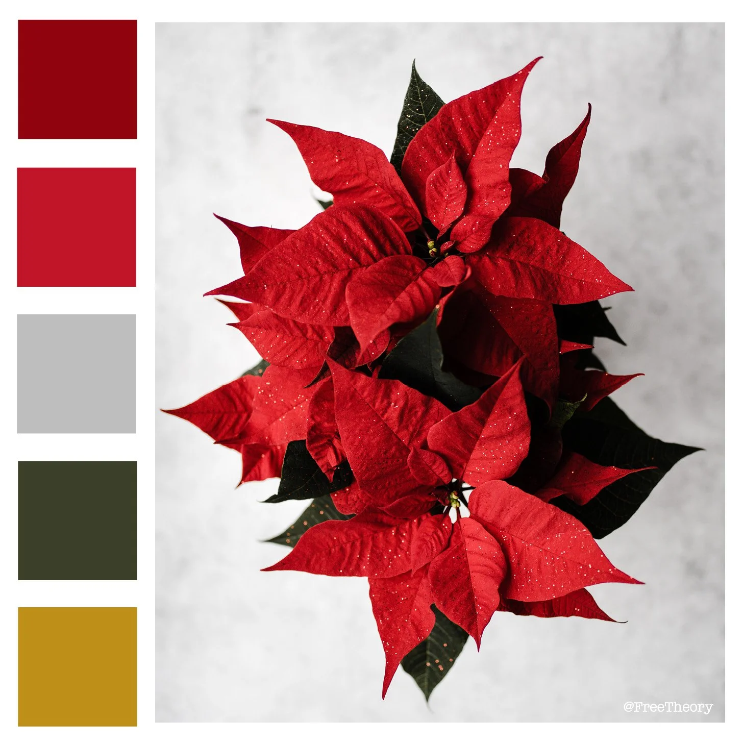 Poinsettia Color Palette