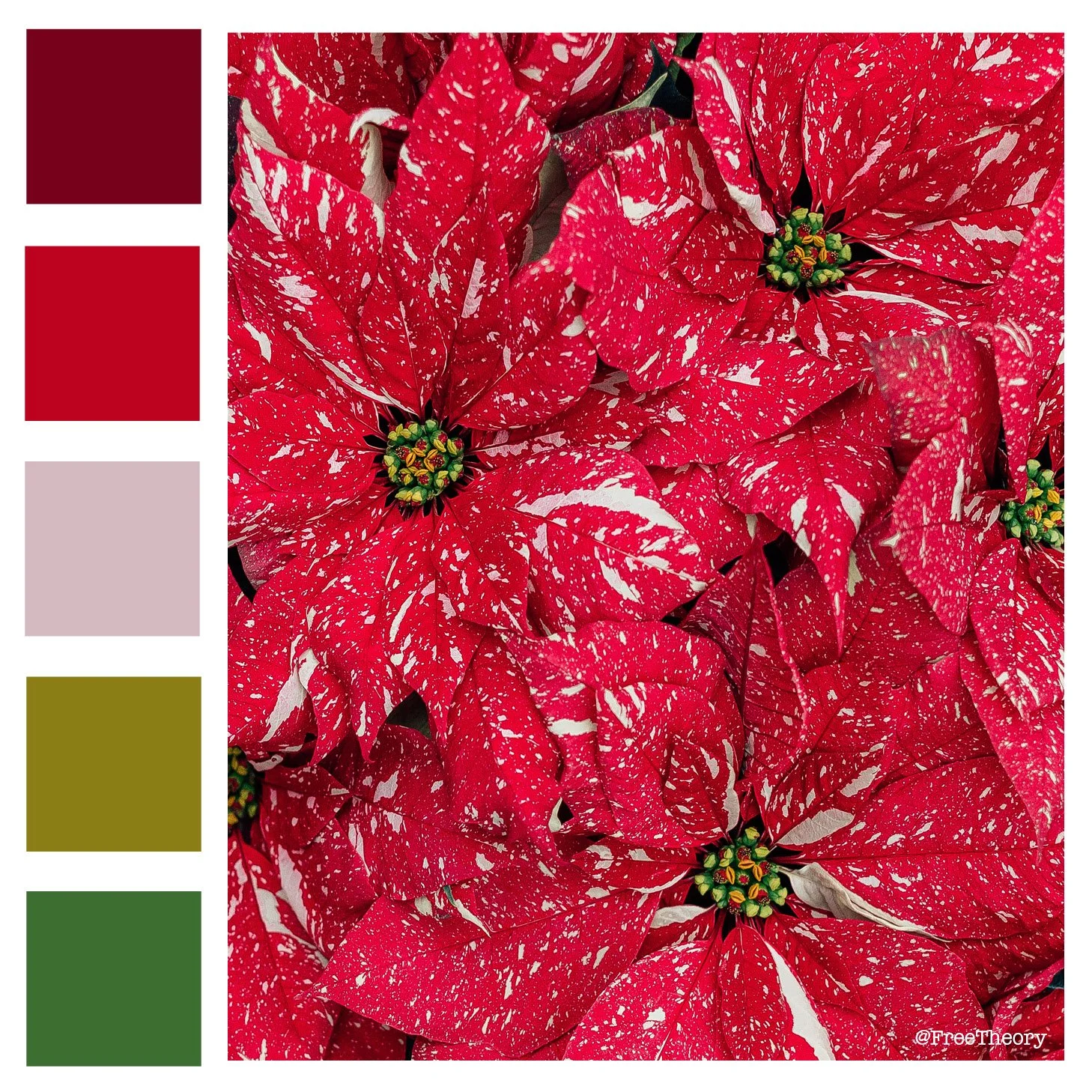 Speckled Poinsettia Color Palette